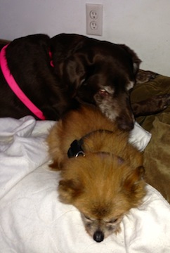 A little reddish-brown dog and a big brown dog nap together.